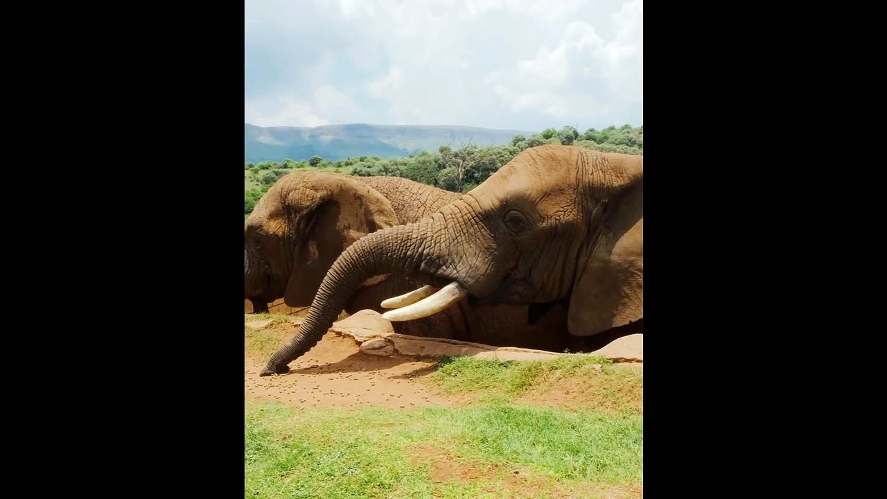 African Forest Elephent #youtubeshorts #viral #animals #reels #shorts