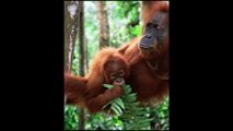 Sumatran orangutan #lupt #dailymotionshorts #viral #animals #jaanvar #shorts