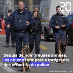 Missions, âge de la retraite... Tout savoir sur les chiens policiers