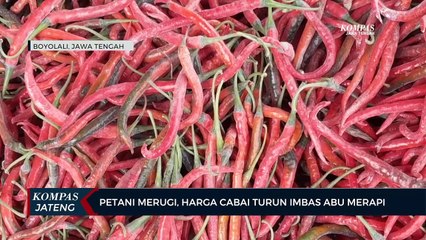 Petani Merugi, Harga Cabai Turun Imbas Abu Merapi