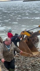 DFO Workers Help Dolphins Stuck in Ice