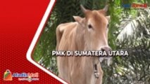 Ratusan Sapi Milik Warga Terjangkit PMK di Sumut