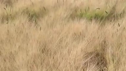 कृषि विशेष: बिना मौसम बारिश ने बड़ाई किसानो की चिंता