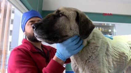 DEPREM BÖLGESİNDEN DÖNEN GÖNÜLLÜLERİN BULDUĞU KÖPEĞİN BURNUNU KIRIP, SİLAHLA YARALAMIŞLAR