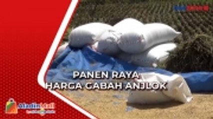 Panen Raya Harga Gabah Anjlok