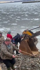 DFO Workers Help Dolphins Stuck in Ice