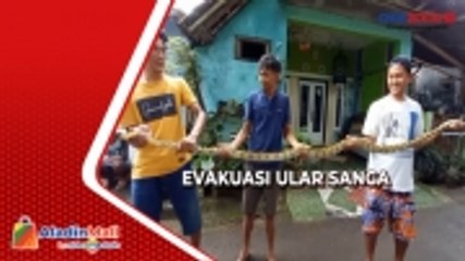 Tải video: Tanpa Alat Pelindung, Warga di Majalengka Evakuasi Ular Sanca di Atas Genteng