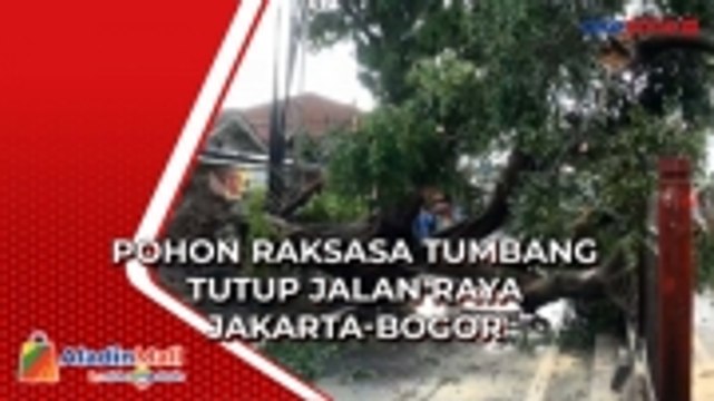 Hujan Disertai Angin, Pohon Raksasa Tumbang Tutup Jalan Raya Jakarta-Bogor