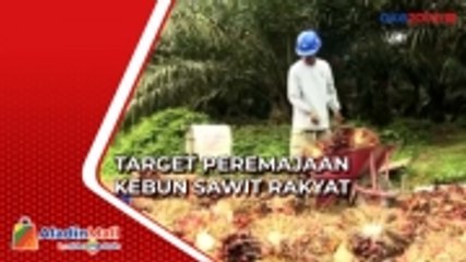 Target Peremajaan Kebun Sawit Rakyat