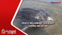 Penyu Belimbing Seberat 100 Kg Terjerat Jaring Nelayan di NTT