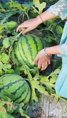 Enjoy beautiful nature with rural life