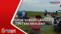Panen Padi Turun Drastis, Petani di Pemalang Keluhkan Terbatasnya Persediaan Pupuk Subsidi