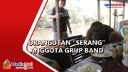 下载视频: Anggota Grup Band Dikejar Orangutan saat Membuat Video Klip