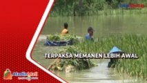 Petani di Tuban Terpaksa Panen Padi Lebih Awal Akibat Sungai Bengawan Solo Meluap