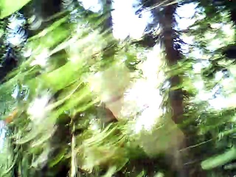 AN RI DAOINE SIDHE (KING OF THE FAIRIES)