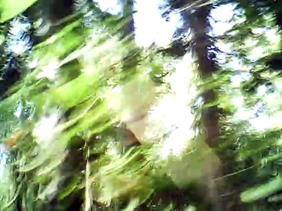 AN RI DAOINE SIDHE (KING OF THE FAIRIES)