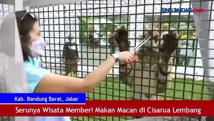 Download Video: Serunya Wisata Memberi Makan Macan di Cisarua Lembang