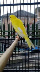 suara kicau kenari dwarr #kenari #kenarigacor #kenarimania