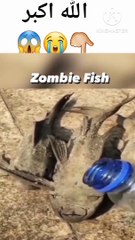 الله اکبرshorts#virl#virlvideos# 1