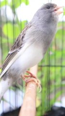 Kenari Gacor warna favorit