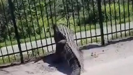 Alligator forces golf club’s metal fence to bend out of its way with ease