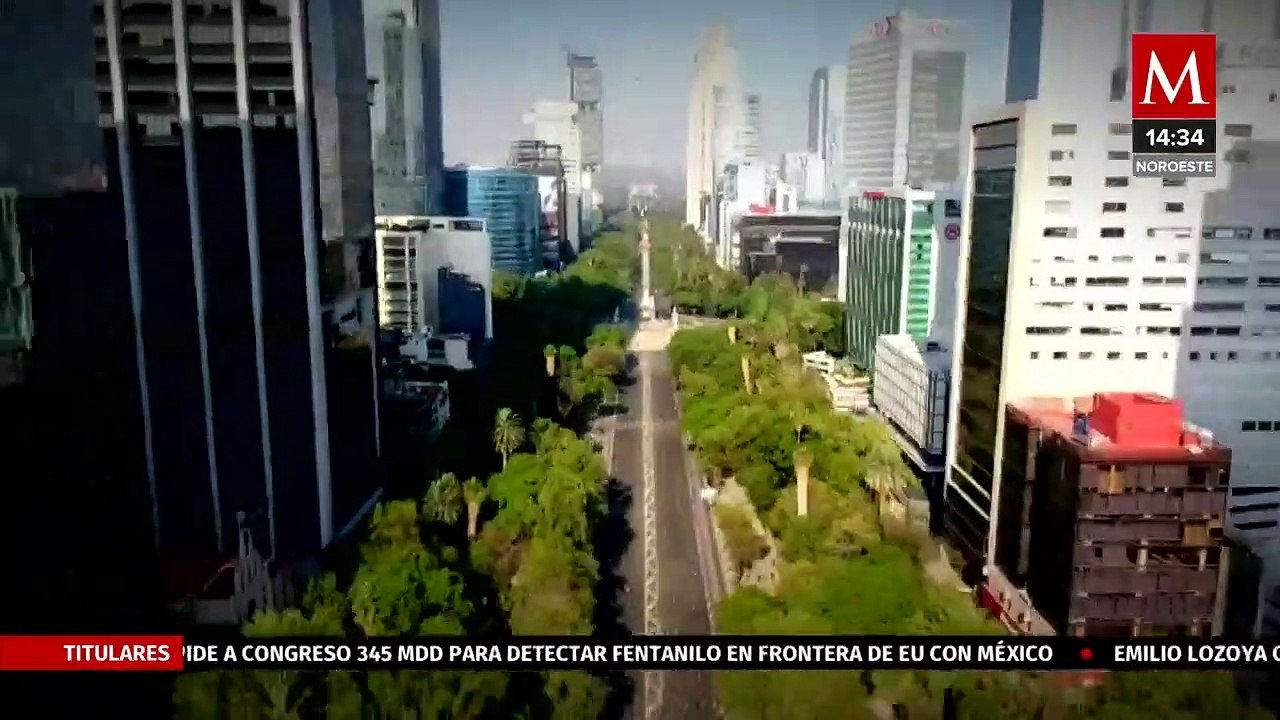 Ahuehuete de Reforma no pudo adaptarse y será remplazado por un ejemplar hermano