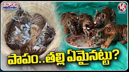 Four Tiger Cubs Moved To Tirupati Zoo Park _ V6 Teenmaar