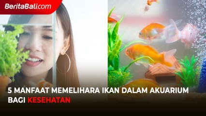 5 Manfaat Memelihara Ikan dalam Akuarium bagi Kesehatan