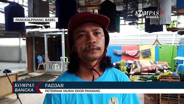 Di Phk Akibat Pandemi, Tenaga Honorer Banting Stir Jadi Peternak Burung Kicau