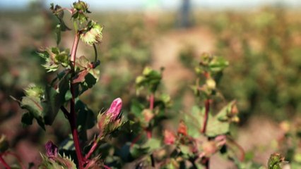 Cotton industry suffers worst chemical damage on record