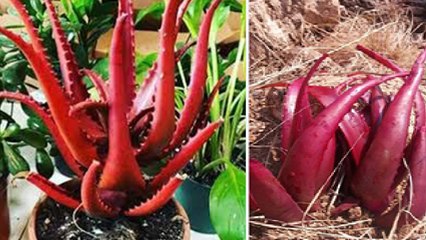 Red Aloe Vera क्या है, Diabetes से लेकर Period Pain तक में Benefits चौंका देंगे | Boldsky