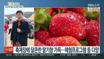 세계 딸기 엑스포를 향해…논산 딸기 축제 개최