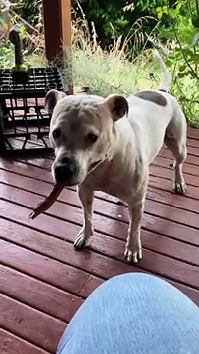 Dog Doesn't Want to Drop It