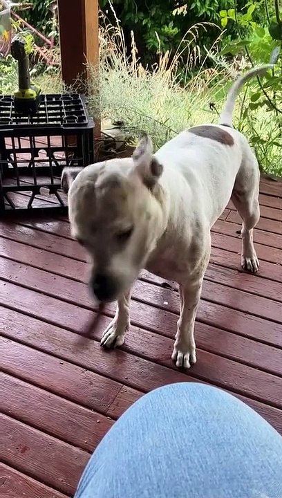 Dog Doesn't Want to Drop It