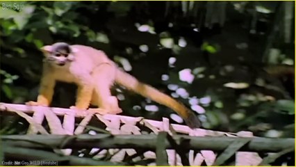 Top 10 Eagles Hunt Their Prey Without Mercy