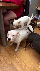 Chihuahua Hops on Bigger Friends' Backs