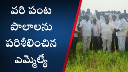 సత్తుపల్లి : వరి సాగుకు సాగర్ నీరు వచ్చేలా చర్యలు - ఎమ్మెల్యే