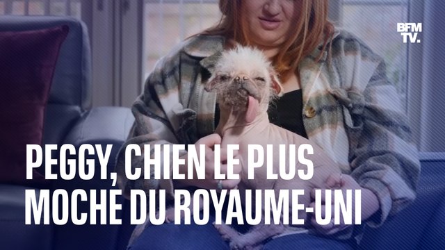 Peggy, 4 ans, élue chien le plus moche » du Royaume-Uni