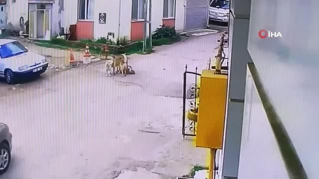 Otomobiliyle köpeği ezdi, arkasına bakmadan uzaklaştı
