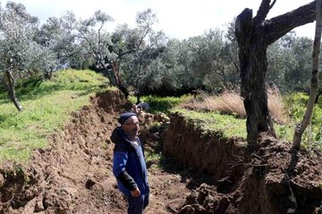 Hatay'da dev fay yarıkları ve çukurlar ağaçları yuttu