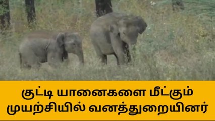 தருமபுரி: யானை குட்டிகளை மீட்கும் முயற்சியில் வனத்துறை தீவிரம்