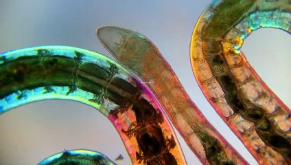 1  اسرار البقاء الجزء الاول