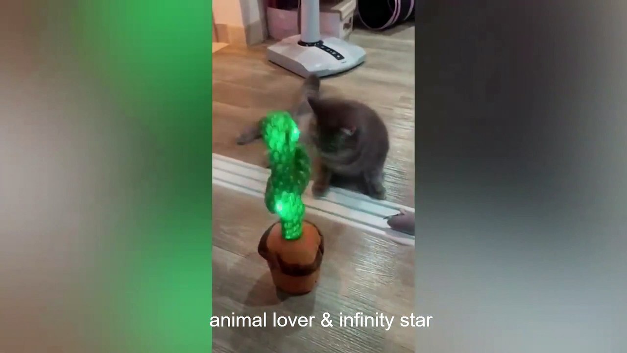 Animals For Kids | Animals Funny Video | Dog And Cat fighting | Animal Lover & Infinity Star