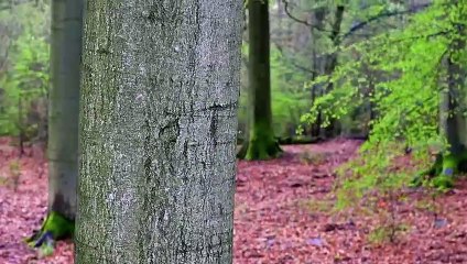 1  اسرار البقاء الجزء الثاني