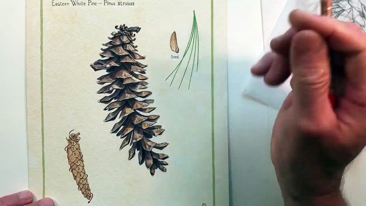 Watercolor Lesson 3A