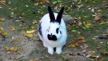 Cute Rabbit Videos Compilation 2023