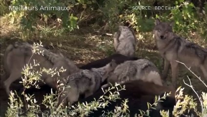 The Powerful, Intelligent and United Wolves Hunting Prey