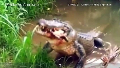 Crocodile Likes To Hunting Prey Underwater, Because They Strongest In The Water