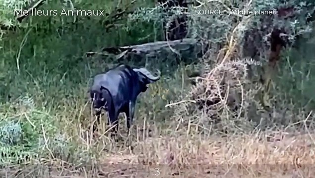 TOP MOMENTS LION MISTAKES WHEN CHOOSING WRONG THE OPPONENT