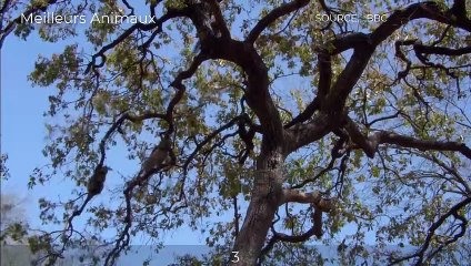 7 MOMENTS TIGER HUNTING PREY, FIGHT WITH OTHER TIGER FOR FEMALE